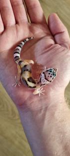 Leopardgecko 0. 2 Weibchen