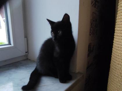 Kitten Kätzchen Babykatze Katzenbaby EKH
