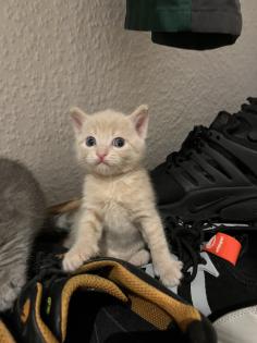 BKH-EKH Kater Kitten Kätzchen