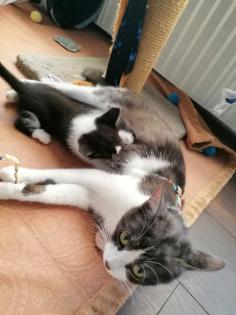 Kitten Katzenbaby Katzenkinder Babykatze Katzenbabies Katzenjunge