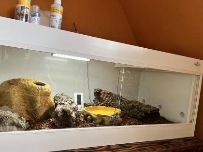 Königspython inkl. Kunsstoffterrarium