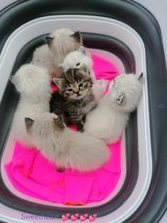 BKH BLH mix Kitten