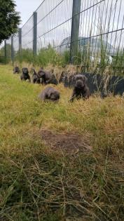 Tolle Cane Corso Welpen blueliner