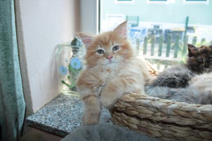 Wunderschöne Maine-Coon-Norweger Waldkatzen Kitten