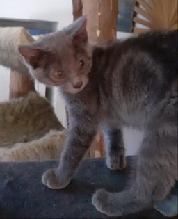 Siva - graues Kitten sucht Zuhause aus dem Tierschutz / gechipt geimpft