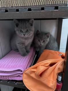 BKH Kitten Britisch Kurzhaar Katzenbabys Kitten