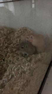 2 männliche Rennmäuse