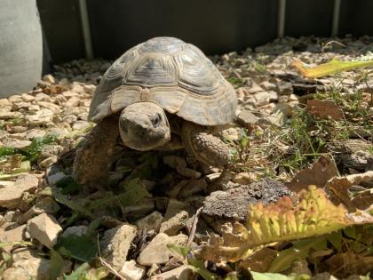 Griechische Landschildkröte / Testudo hermanni hercegovinensis / 180 Euro / Mülheim-Kärlich
