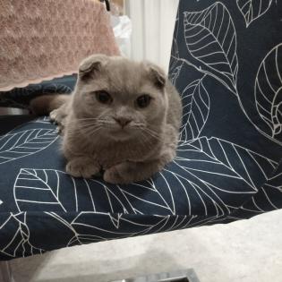 Kater Faltohr scottish fold
