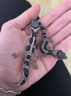 0. 1 Mack Snow Stripe Leopardgecko Weibchen Enz 23 abzugeben