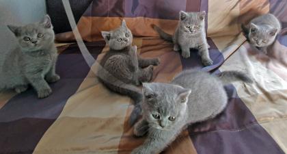Zuckersüße Kartäuser Kitten