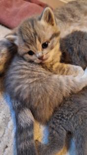 Zuckersüße BKh Kitten reinrassig suchen liebevolles Zuhause