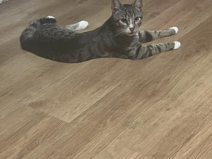Kater 11 Monate sehr verschmusst