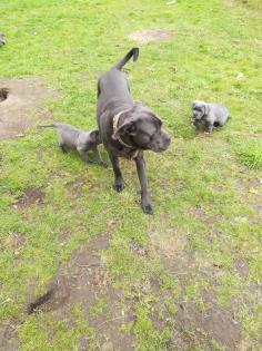 Tolle Cane Corso Welpen blueliner