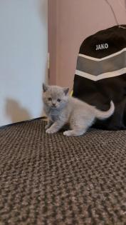 BKH Baby Kitten aus Nürnberg