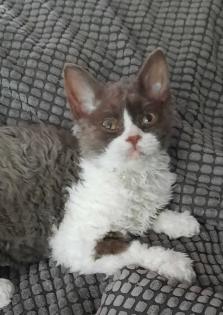 Selkirk Rex Kitten männlich