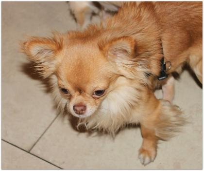 Hochtypvoller Chihuahua DECKRÜDE KEIN VERKAUF 1 6 kg