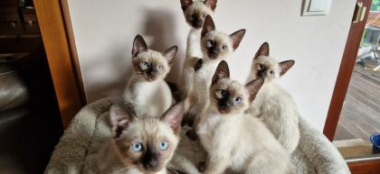Kitten Süße Thai - Kitten alter Typ