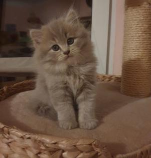 Edelmixkitten Katerchen