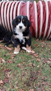 Berner Sennenhund