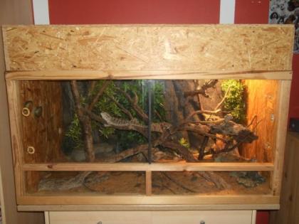 Bartagamen mit Terrarium incl. DEKO Beleuchtung und Futter zu verkaufen