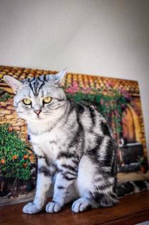 BKH-Kitten im Whiskas-Look Black-Silver-Classic-Tabby/-Spotted abzugeben