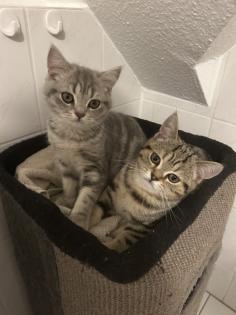 Zwei wunderschöne BKH Kitten Katzen