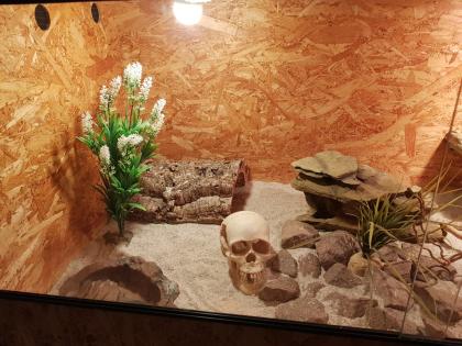 Bartagame männlich 8 J. mit Terrarium und Einrichtung
