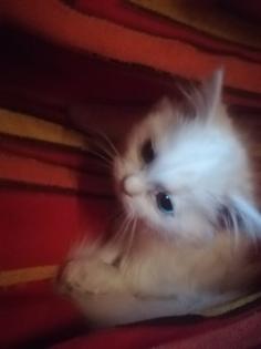 Kitten abzugeben in liebevolle Hände