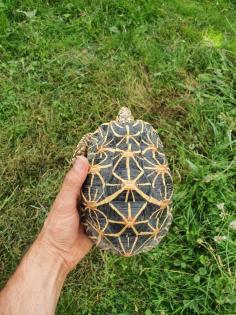 1. 2 Geochelone elegans adult Zuchtgruppe