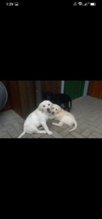 Verkaufe schöne Labrador Welpen