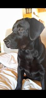 Verkaufe Labrador Hündin Liesel