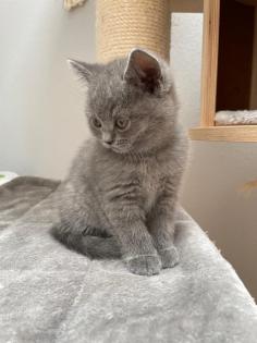 BKH Kitten Britisch Kurzhaar Katzenbabys Kitten