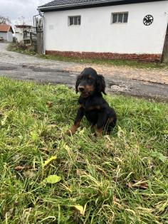 Wunderschöne Gordon Setter Welpen