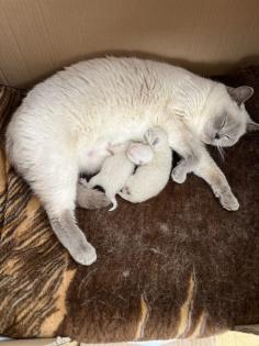 BKH Kitten Point 1 Männchen 1 Weibchen Eltern mit Stammbaum Ab Juli abzugeben