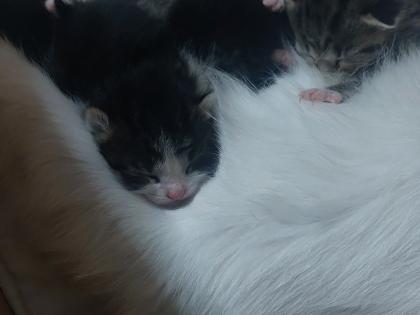 Perser Mix Kitten suchen ein liebevolles Zuhause ab November