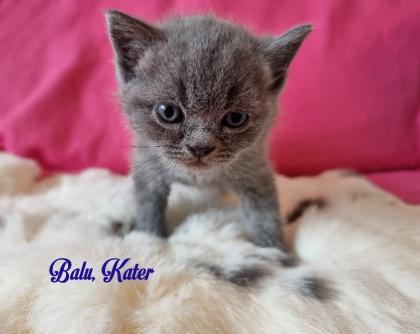 Britisch Kurzhaar Kitten