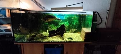 Wasserschildkröten Gelbwangen-Schmuckschildkröte und Falsche Landkarten-Höckerschildkröte
