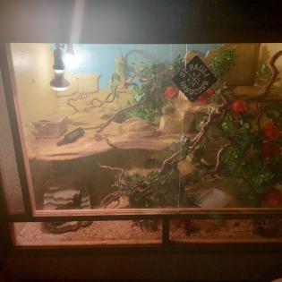 Vk Terrarium 120x80x80 mit 4 Leopardgeckos