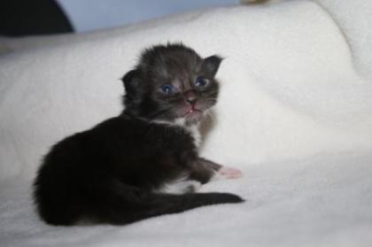 Wunderschöne Maine Coonkitten suchen ein neues Zuhause