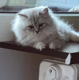Britisch langhaar kater 9 monate jung