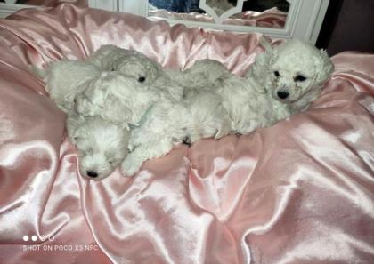 Maltipoo Welpen Toypudel Malteser 1 Rüde 6 Hündinnen