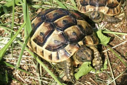 Maurische Landschildkröten Testudo graeca ibera eigene Nachzuchten von 2023 22 21 und 20.