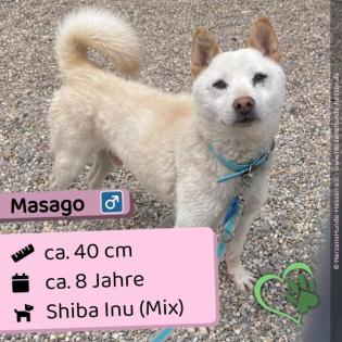 Masago m 8 Jahre 40cm Slowakei NB