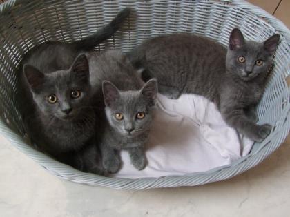 Süße kleine Kätzchen / Kitten / Katzenbabys