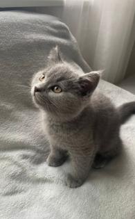 Katzenbabys sofort abgabebereit