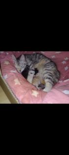 Katzenbabys kitten Katze