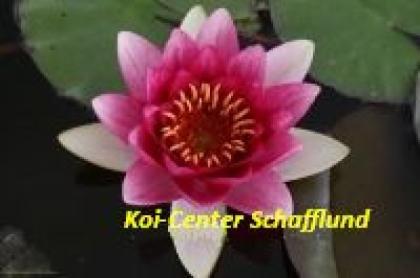 Wasserpflanzen für Ihren Koi-Teich Gartenteich Biotop-Teich vom Koi-Center Sch