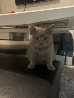 Zwei liebe BKH Kitten lilac blue weiblich