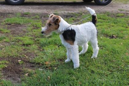 Drahthaar Foxterrier Welpe.